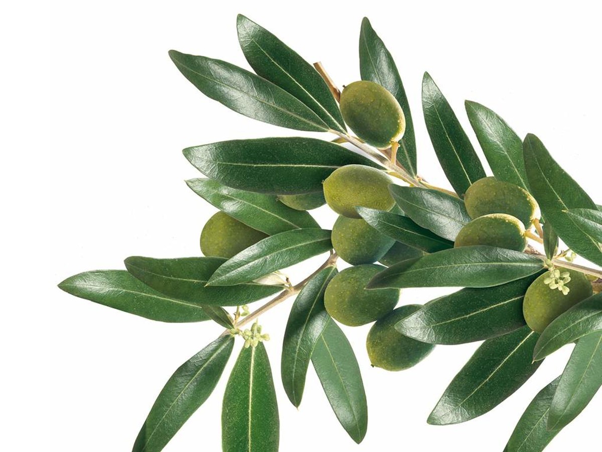 foglie di olivo